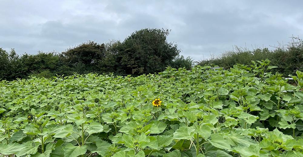 Martin's first sunflower
