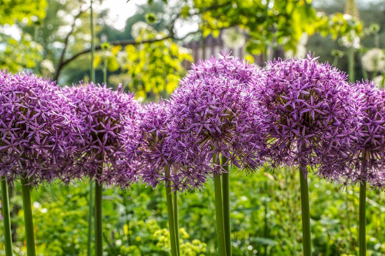 Alliums