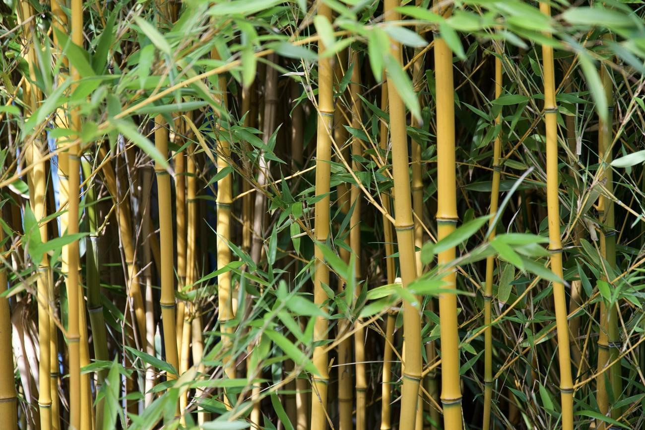 Bamboo