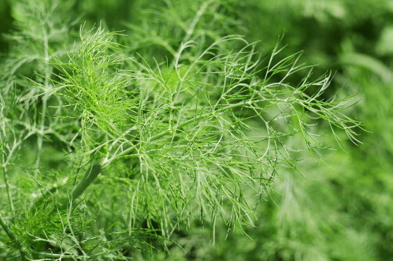 Fennel