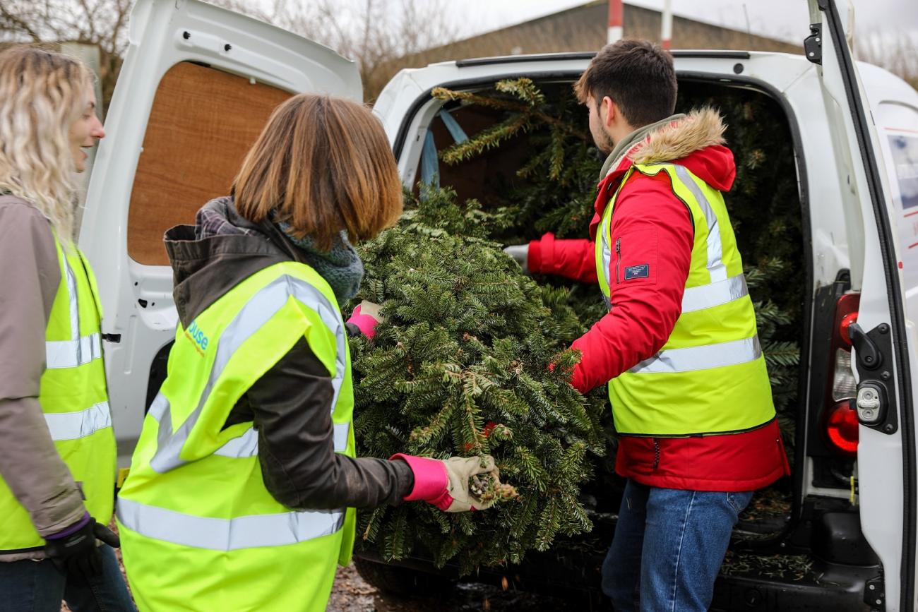 Volunteers loading real Christmas trees onto vans