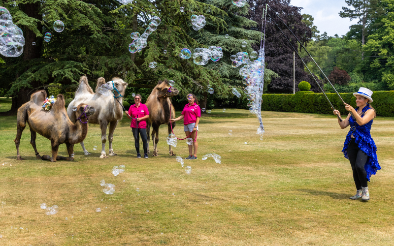 An entertainer making huge bubbles stands in a field with two camels in the background at the Julia's House garden party
