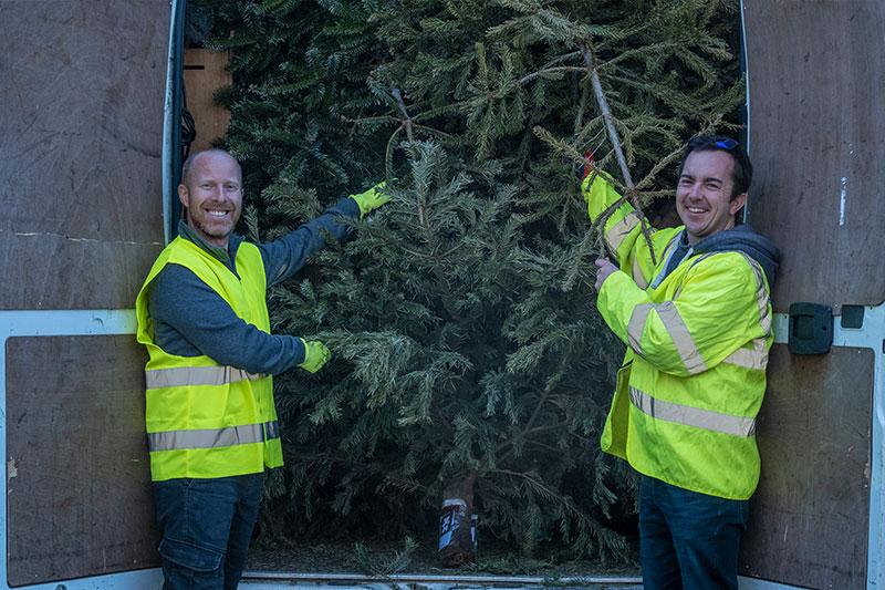 Christmas tree collection