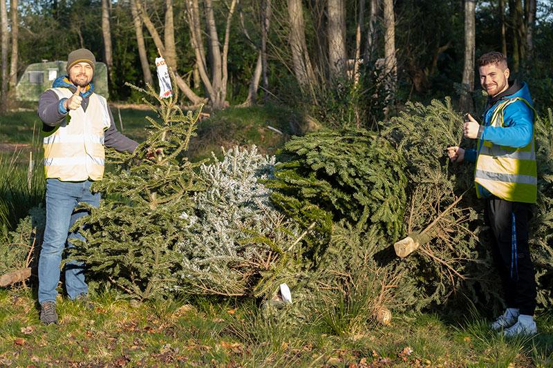 Christmas tree collection